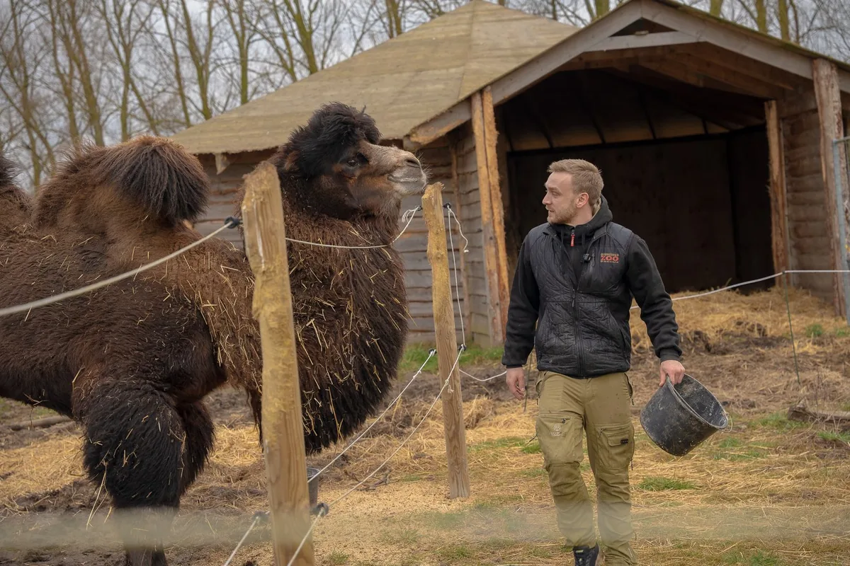 A keeper walks past a Bactrian camel by its wooden house, carrying a bucket